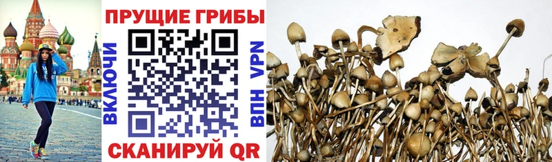 Псилоцибиновые грибы мицелий  Зеленогорск 